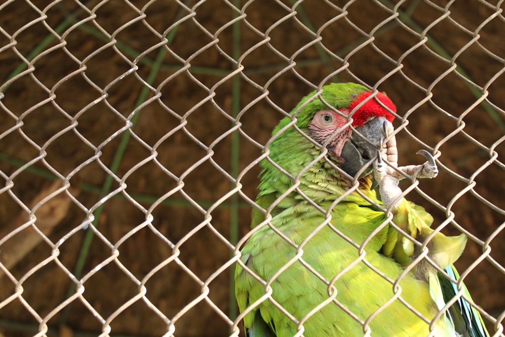 selective focus photography of green parrot near chainlink fence