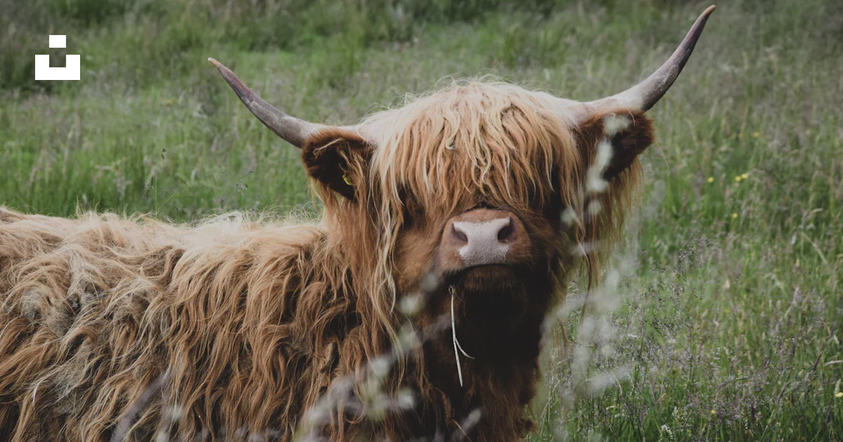 Baca Animal Brown buffalo photo – Free Animal Image on Unsplash