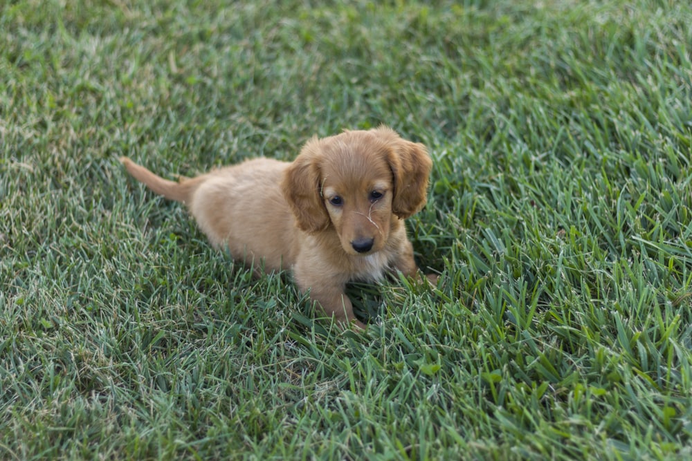 brown puppy on grass