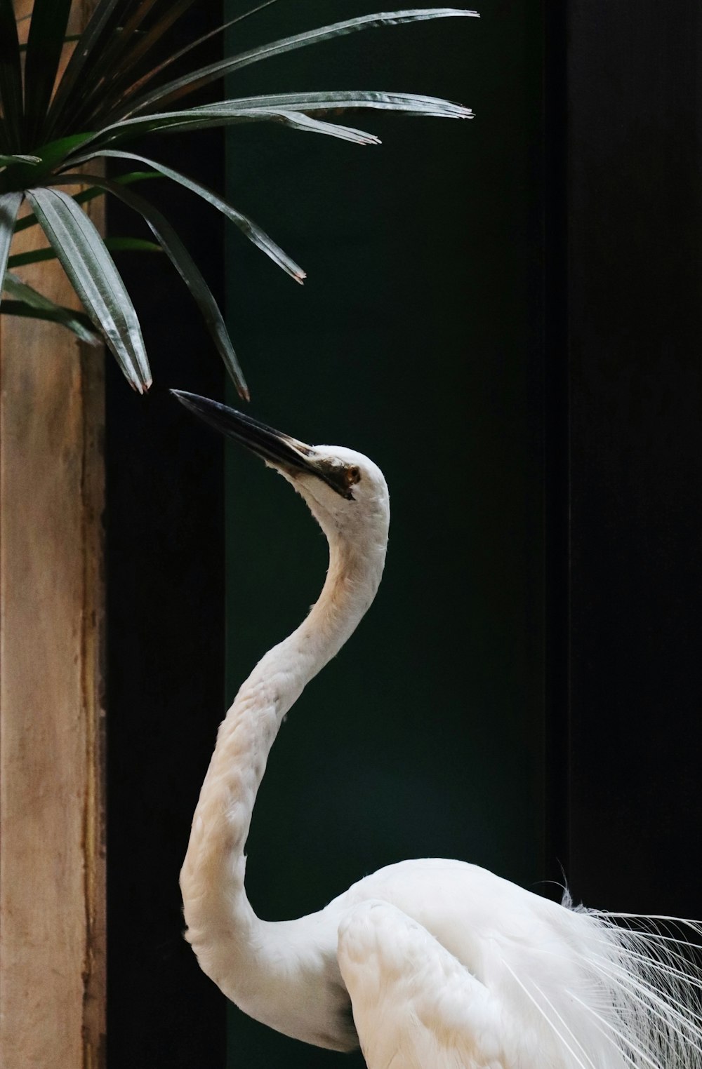 Fotografía de primer plano de pájaro blanco