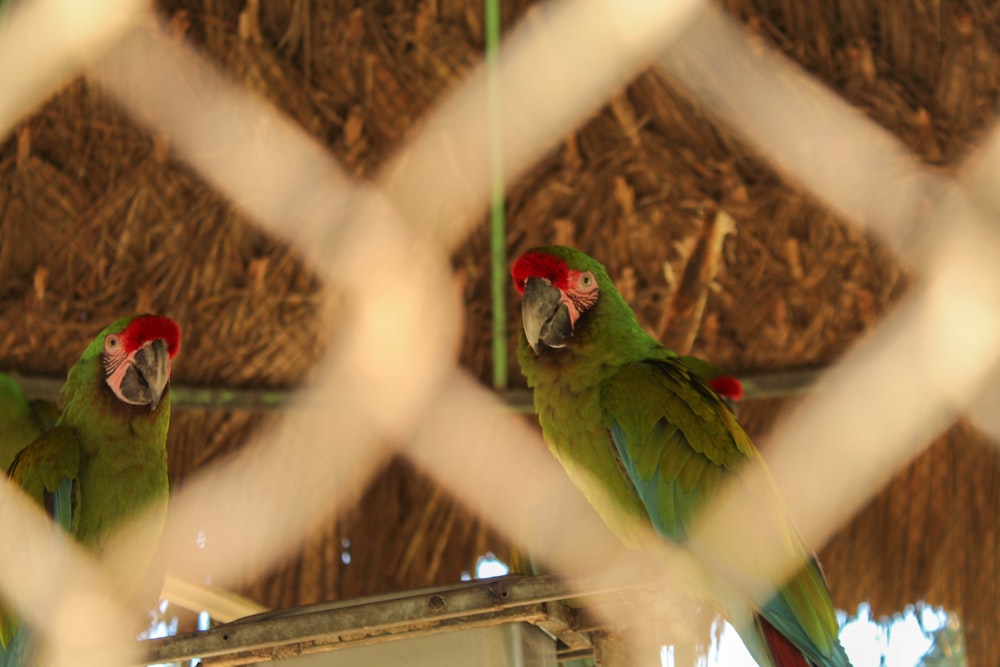 two green parrots