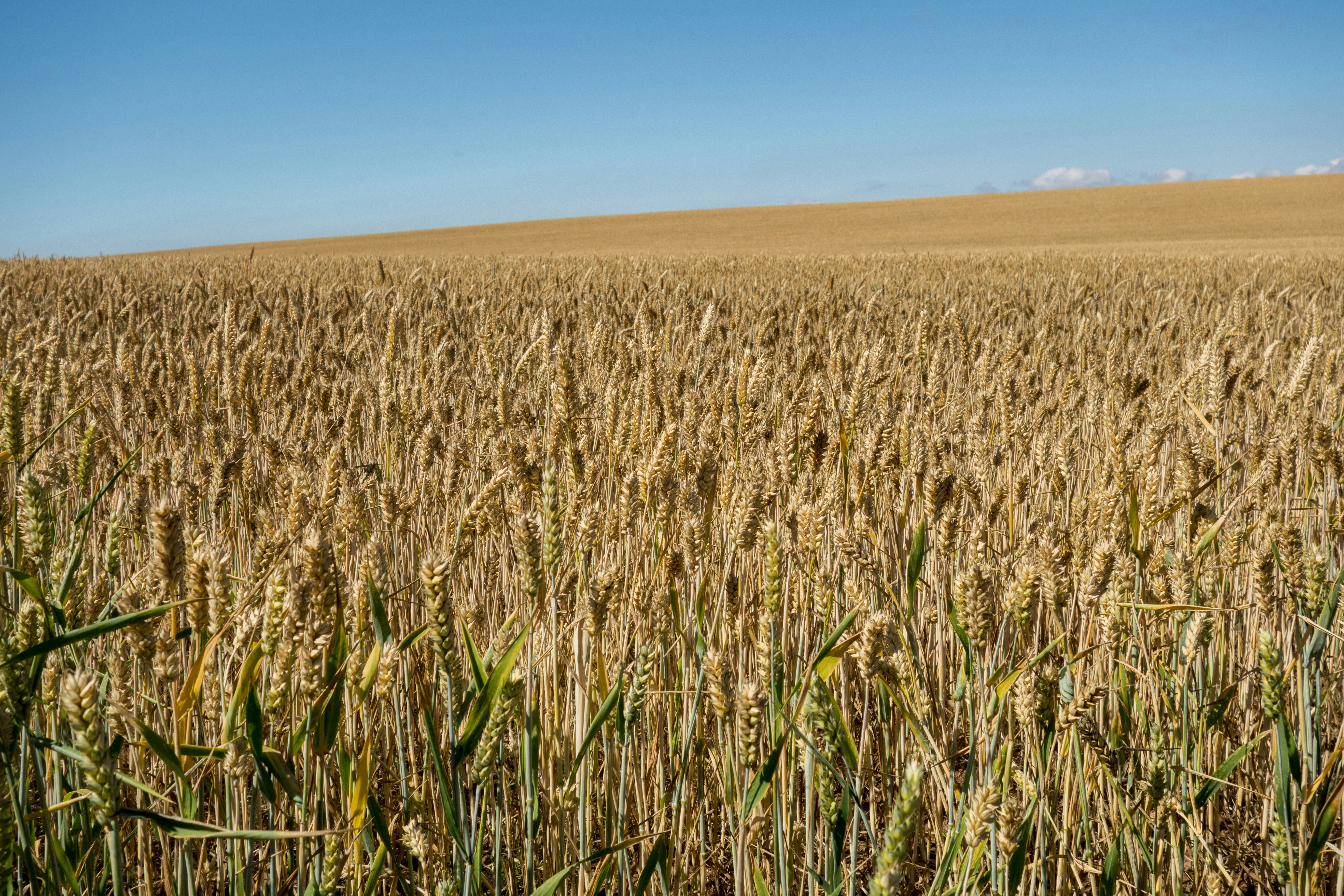 Photo by brett_jordan