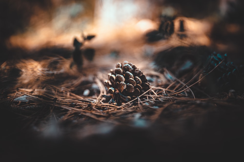 brown pine cone