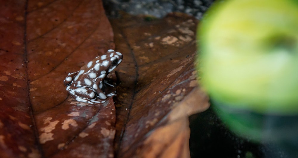 white and brown frog