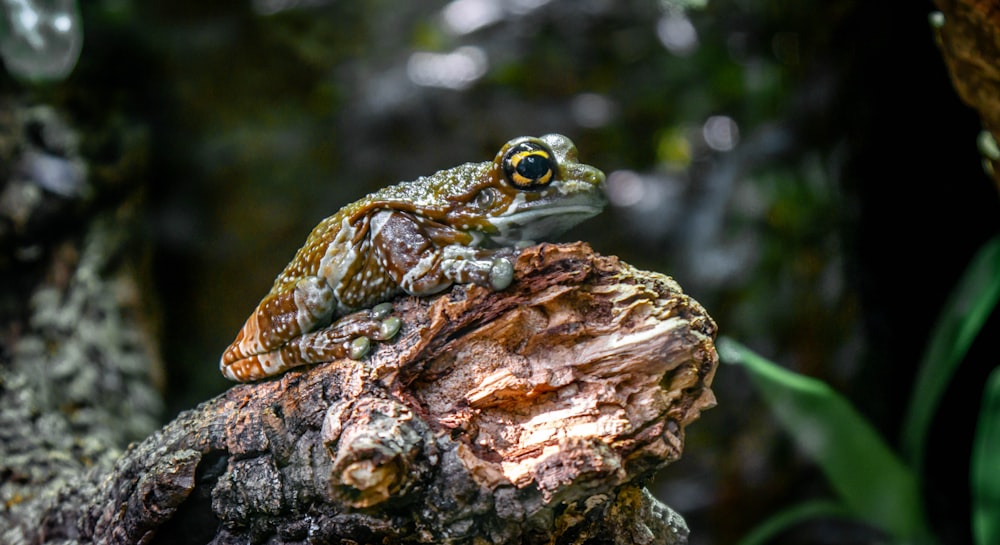 green frog on rock