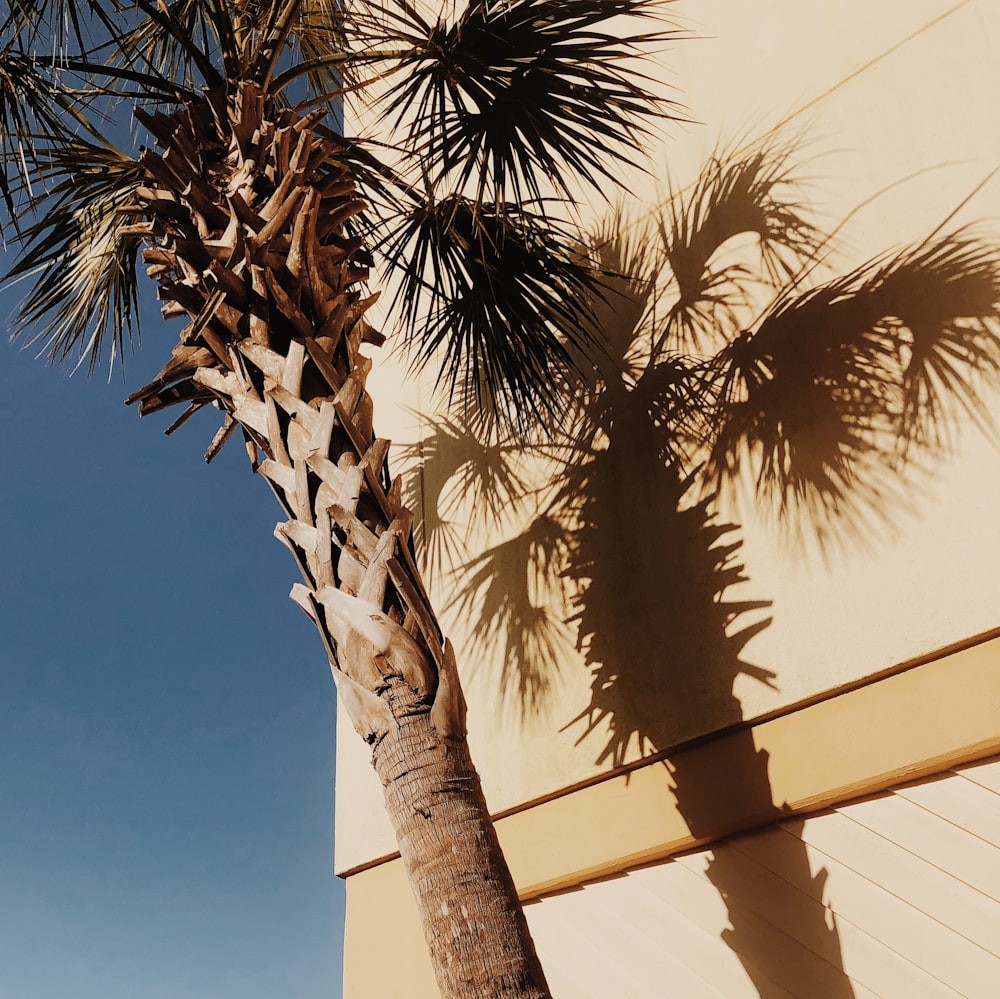 brown tree beside building