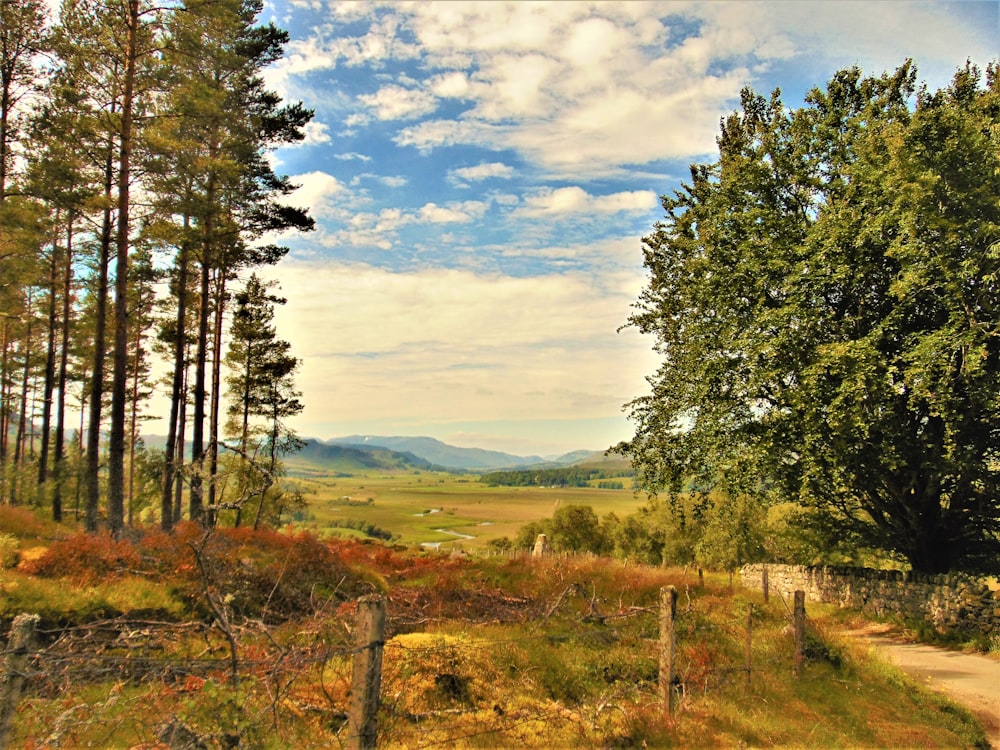 green trees