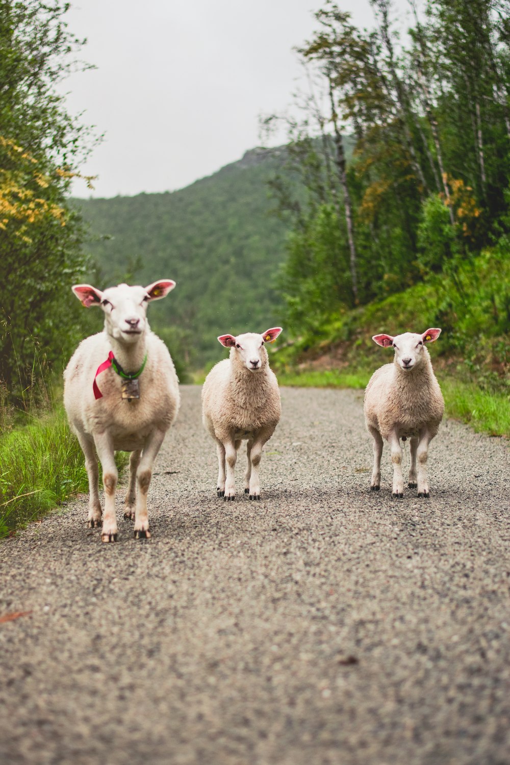 three white goats on dirt road during day