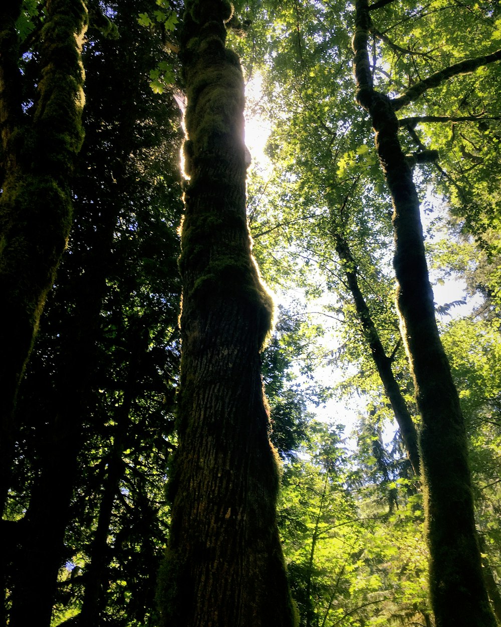 green trees