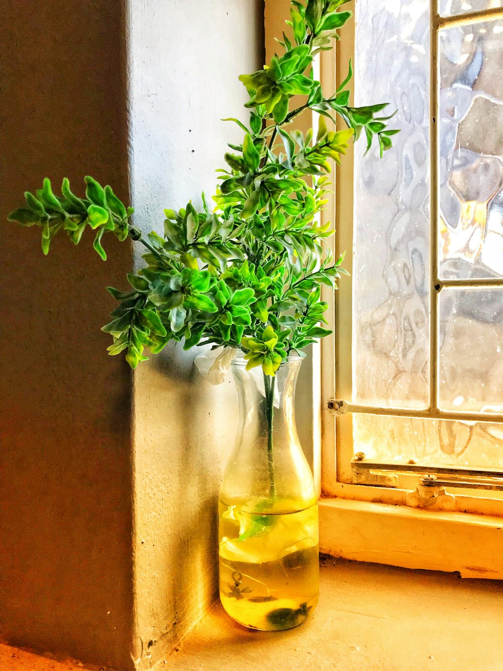 green-leafed plant with vase