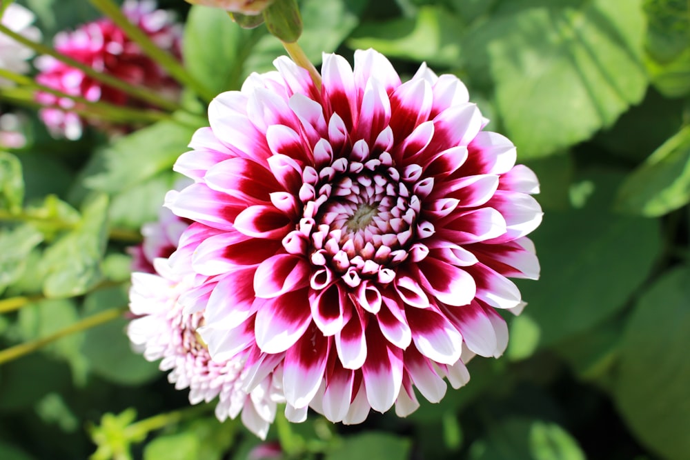 pink-petaled flowers