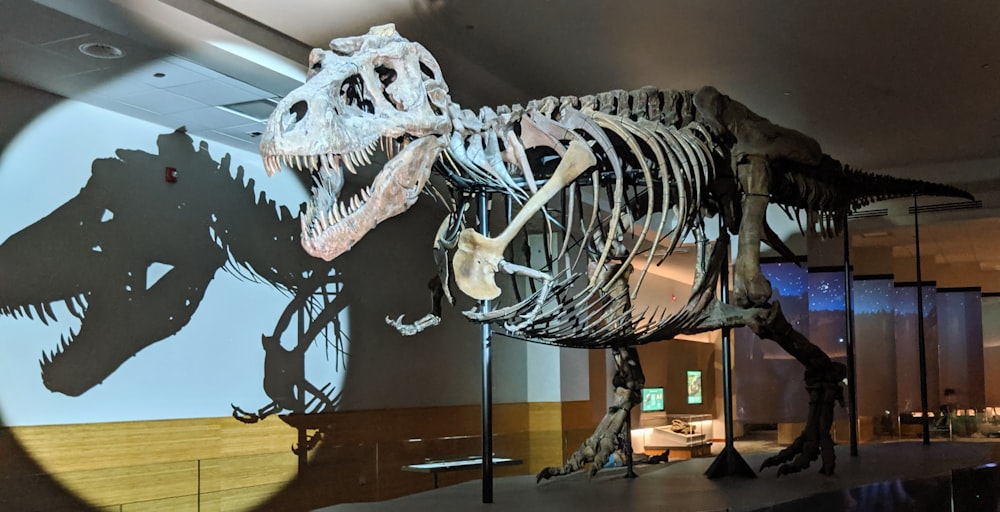 skeleton dinosaur