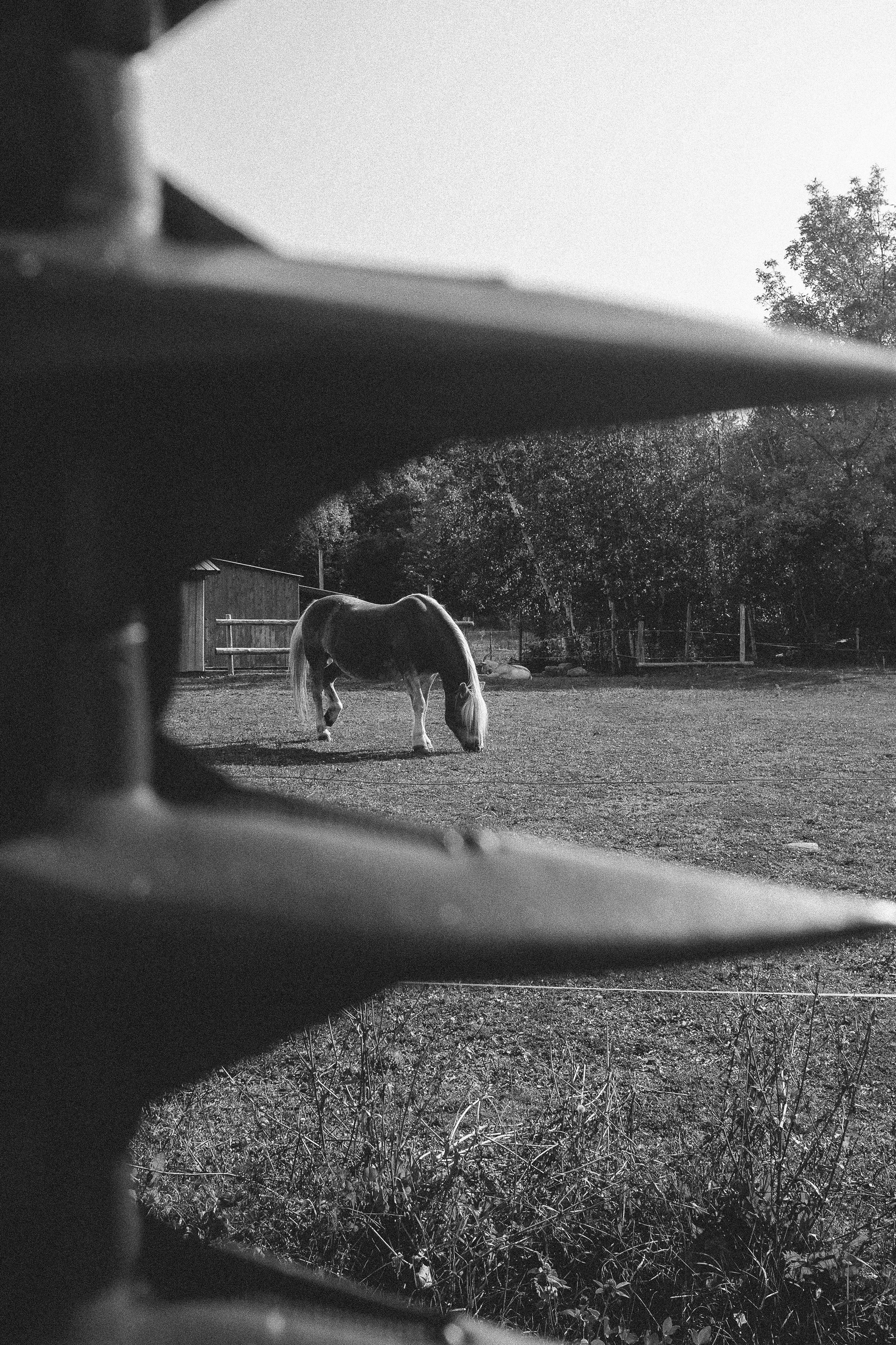 grayscale photo of horse on field