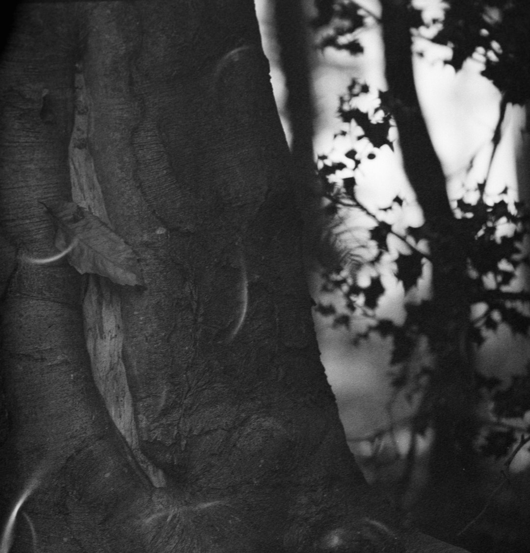 grayscale photography of tree