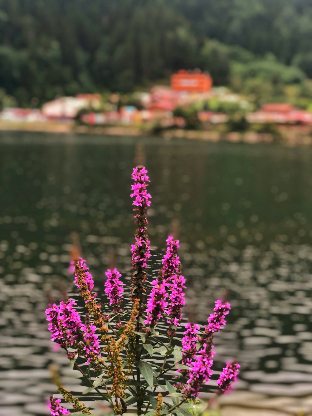 Un fiore viola davanti a uno specchio d'acqua