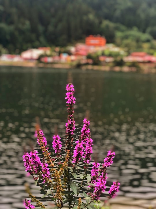 None in Uzungöl Turkey