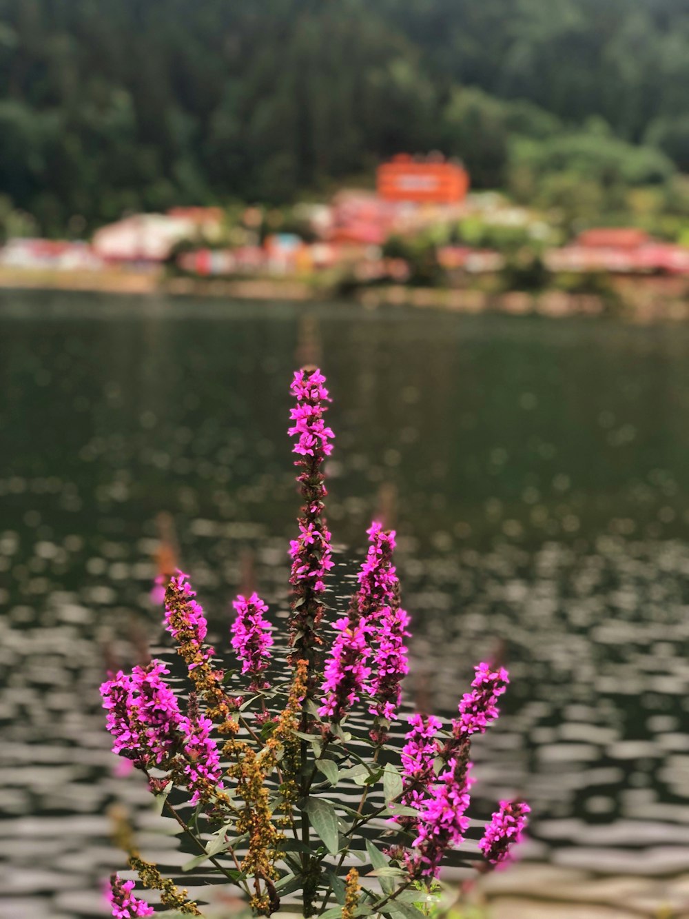 una flor púrpura frente a un cuerpo de agua
