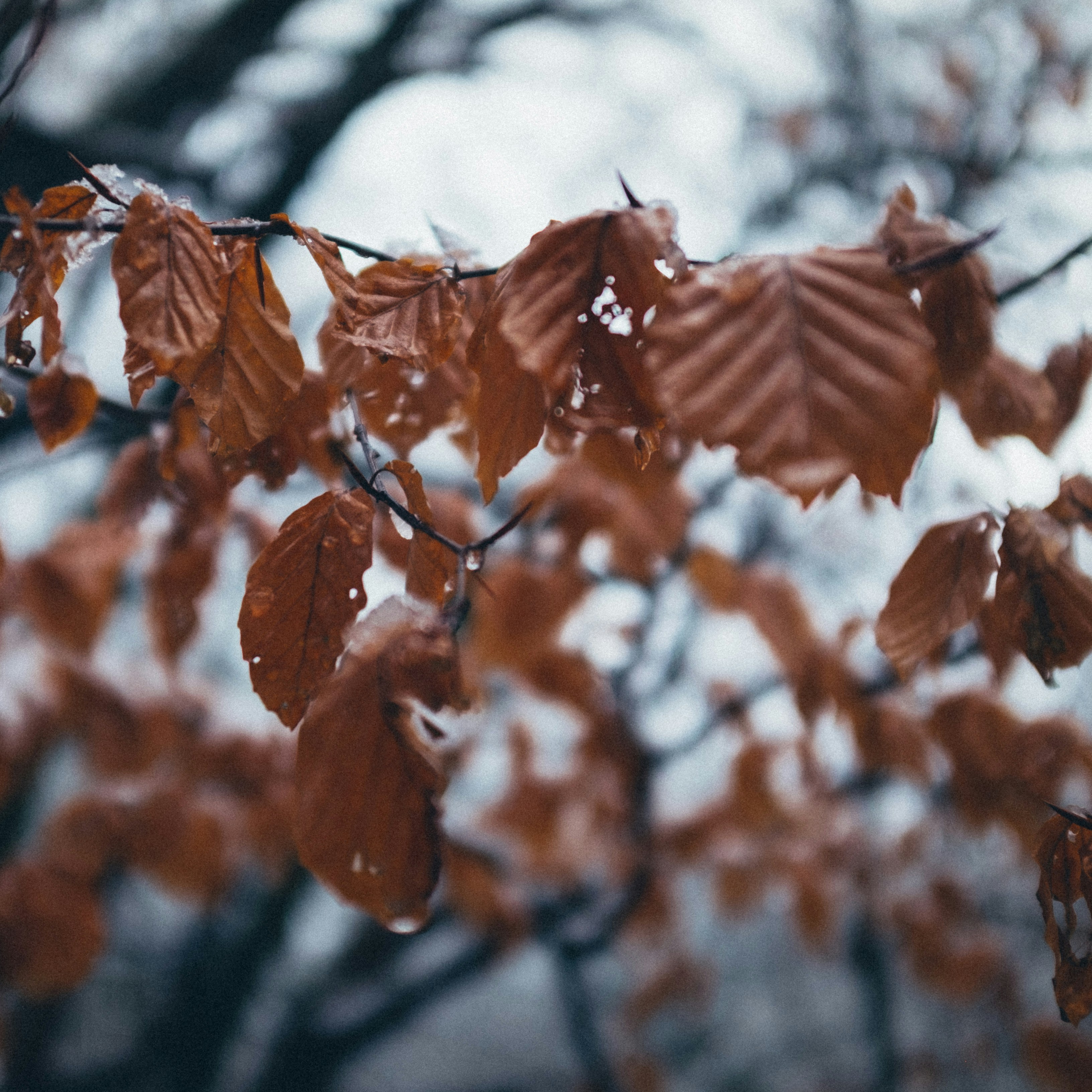 Photo by kissatuuletin