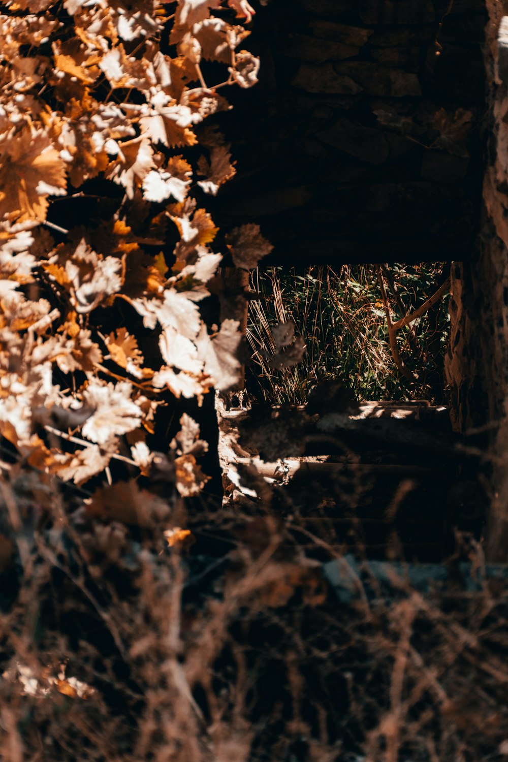 brown plants and tunnel during daytime