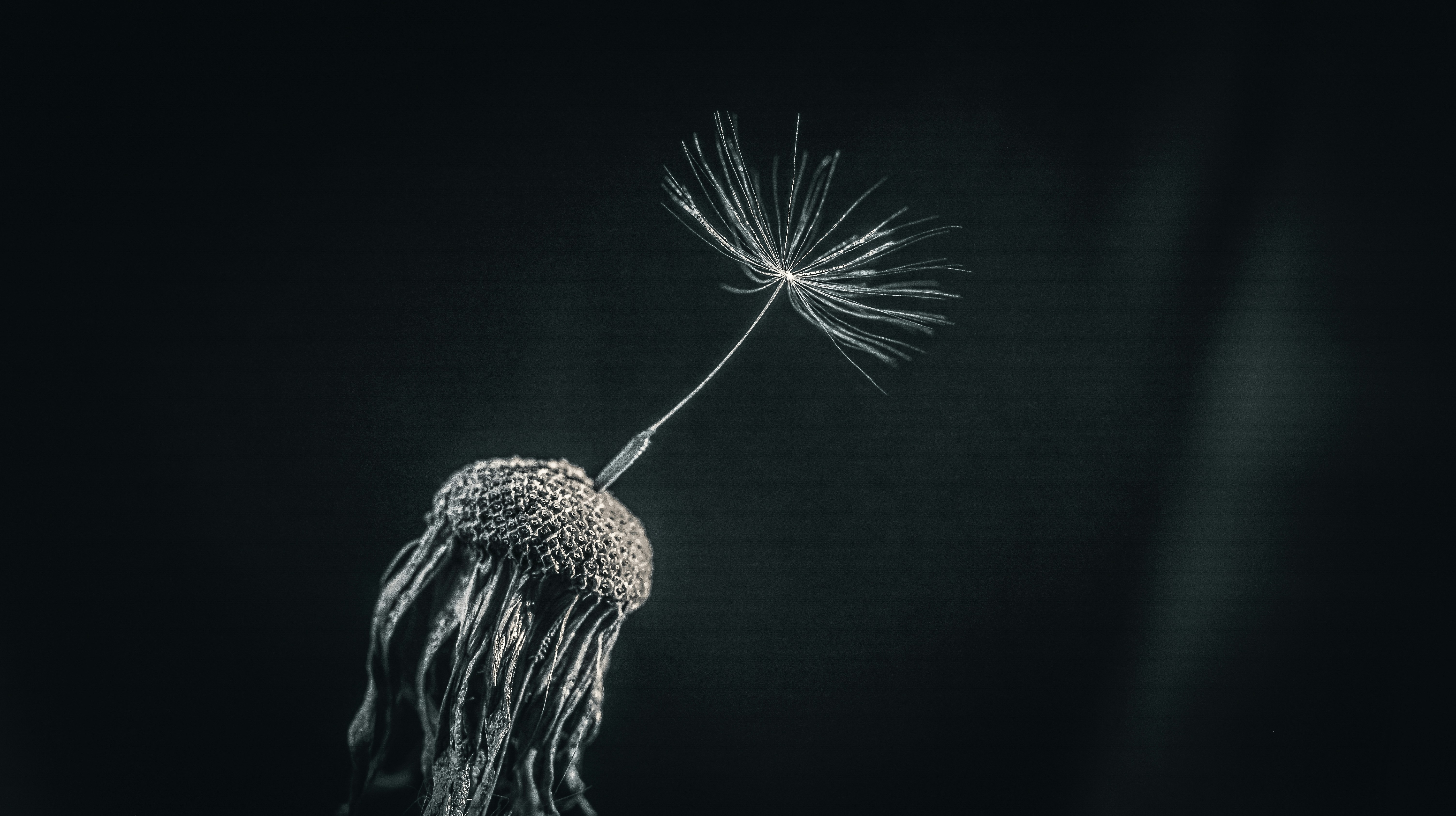 a black and white photo of a dandelion