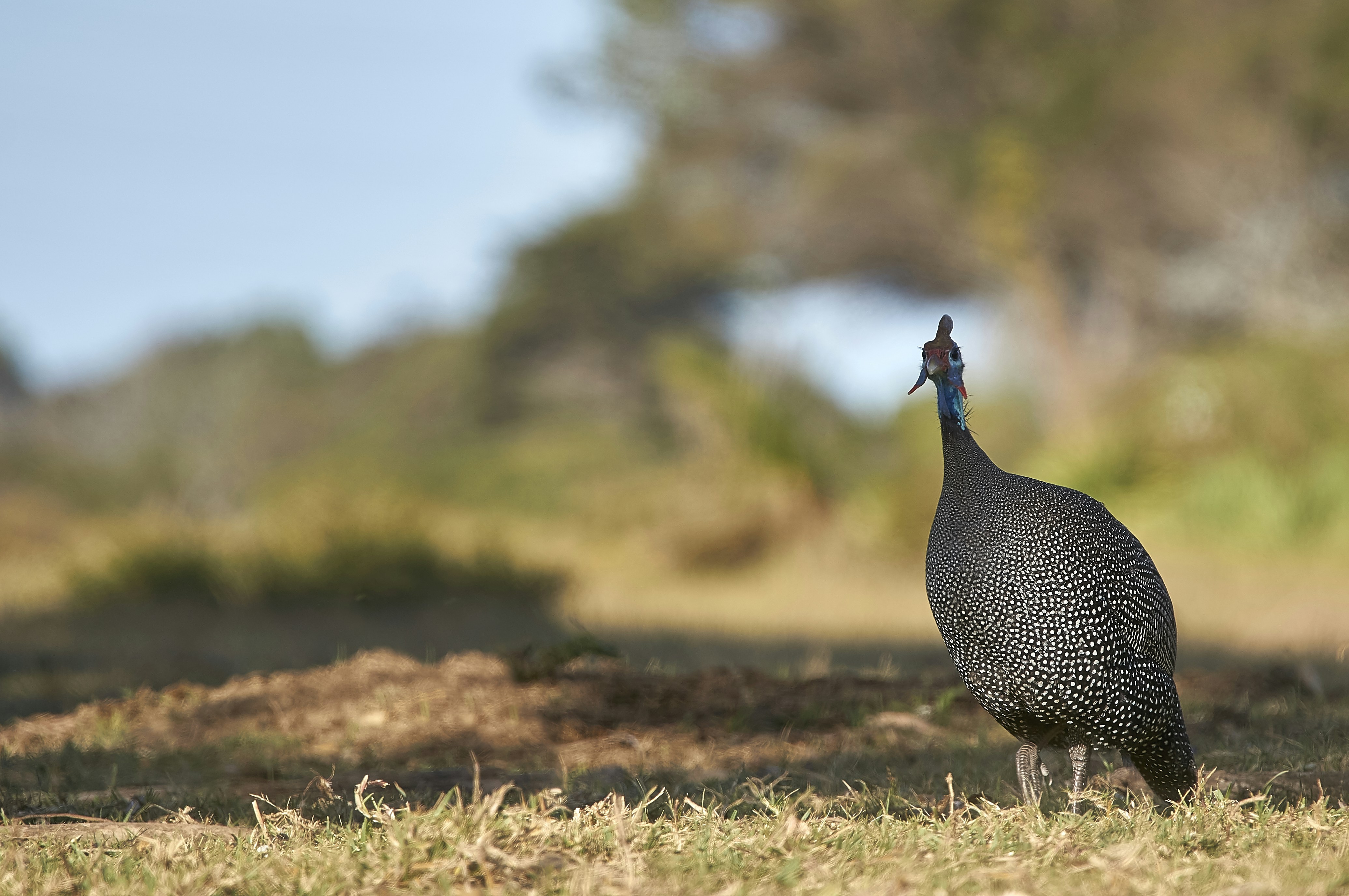 Photo by wolfgang_hasselmann