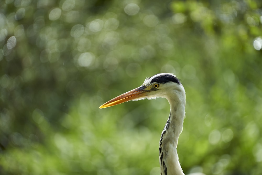 white long neck bird