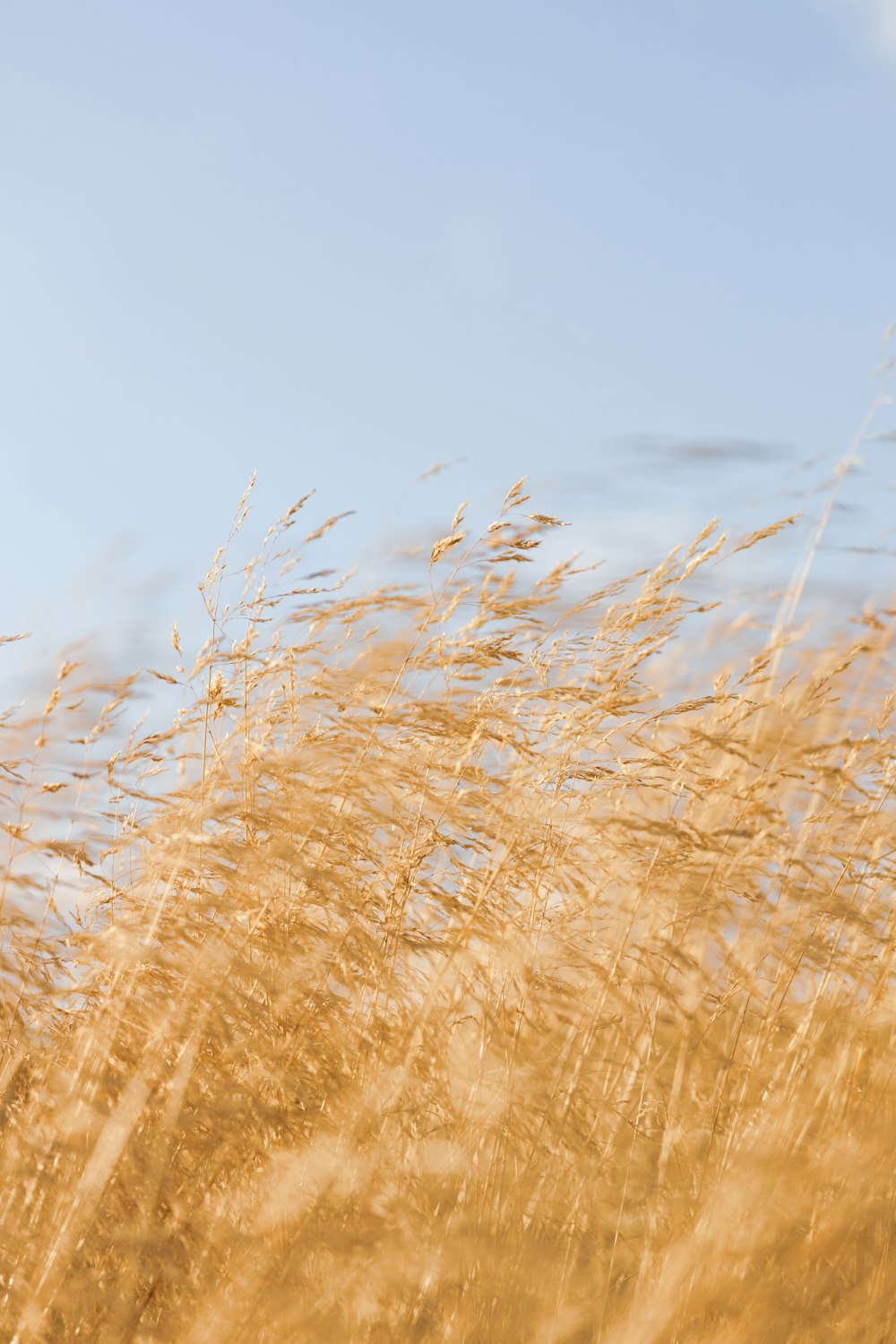 brown wheat field