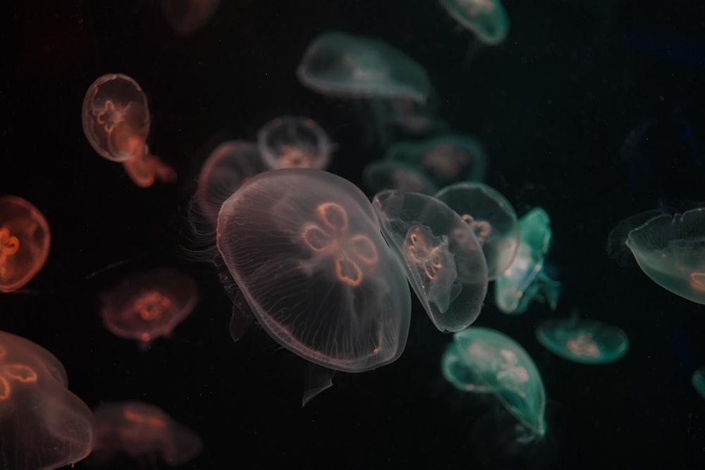white, green, and red jellyfish
