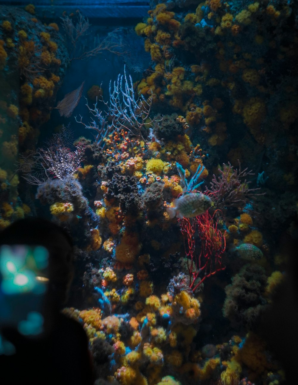Un grand aquarium rempli de coraux colorés