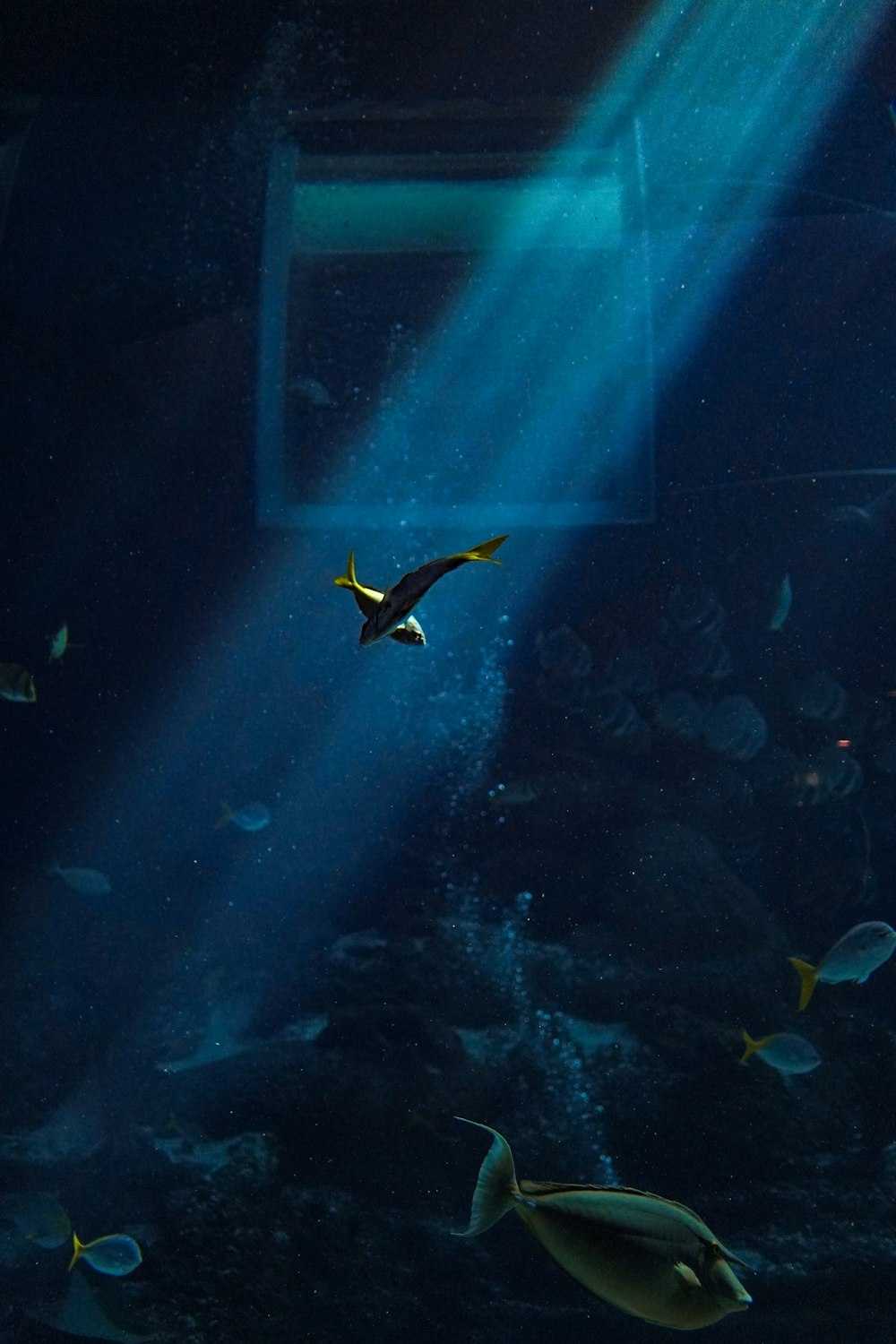 yellow and blue tang fish