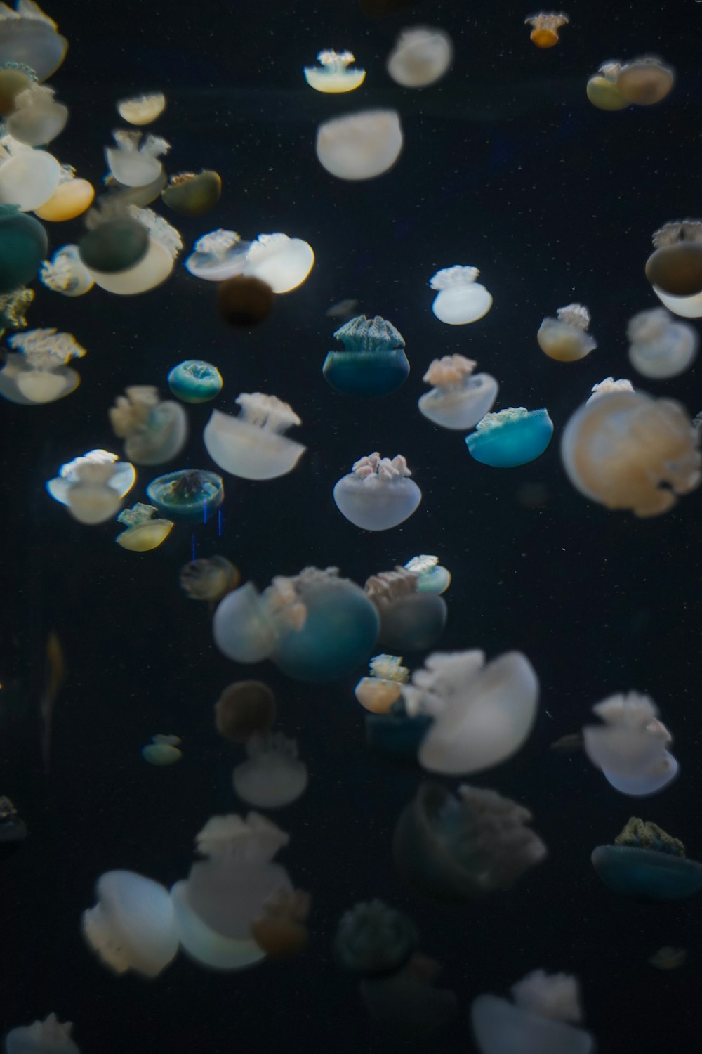 assorted-color jellyfish
