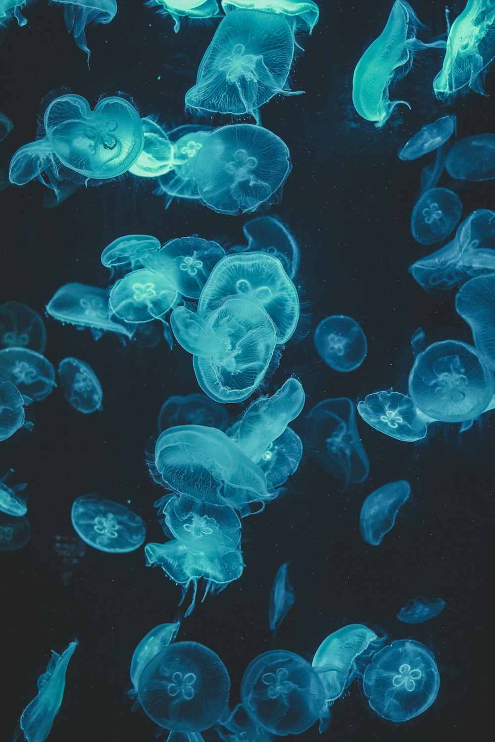 a group of jellyfish swimming in the water