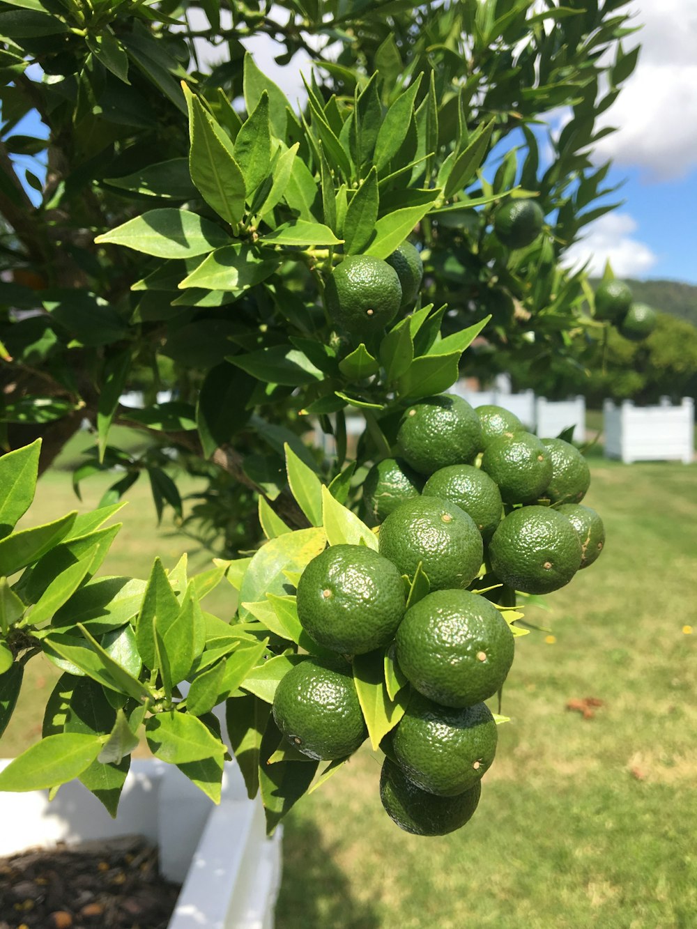 round green fruits at daytime