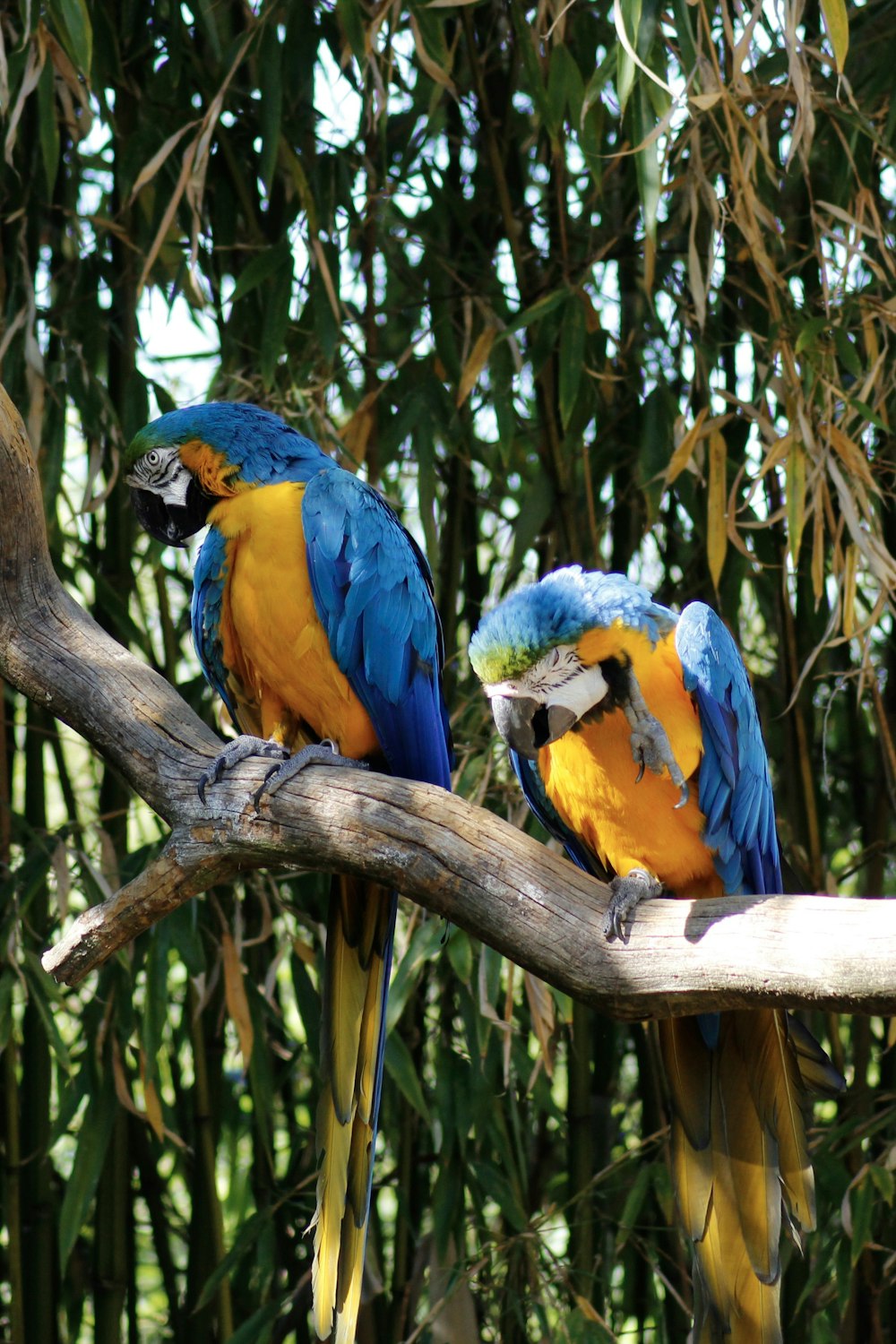 two blue-and-orange birds