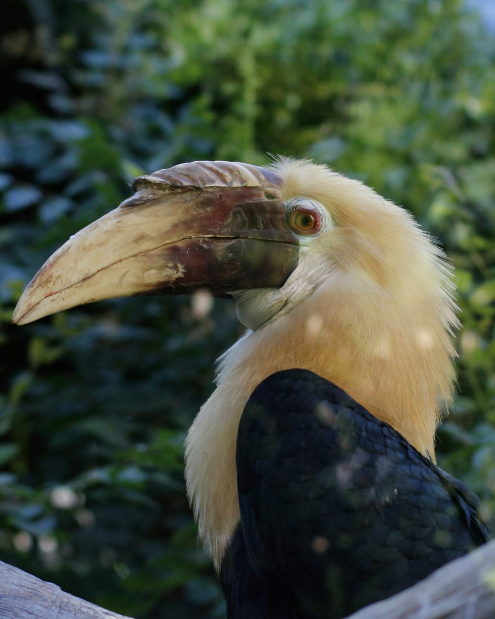 uccello bianco e nero