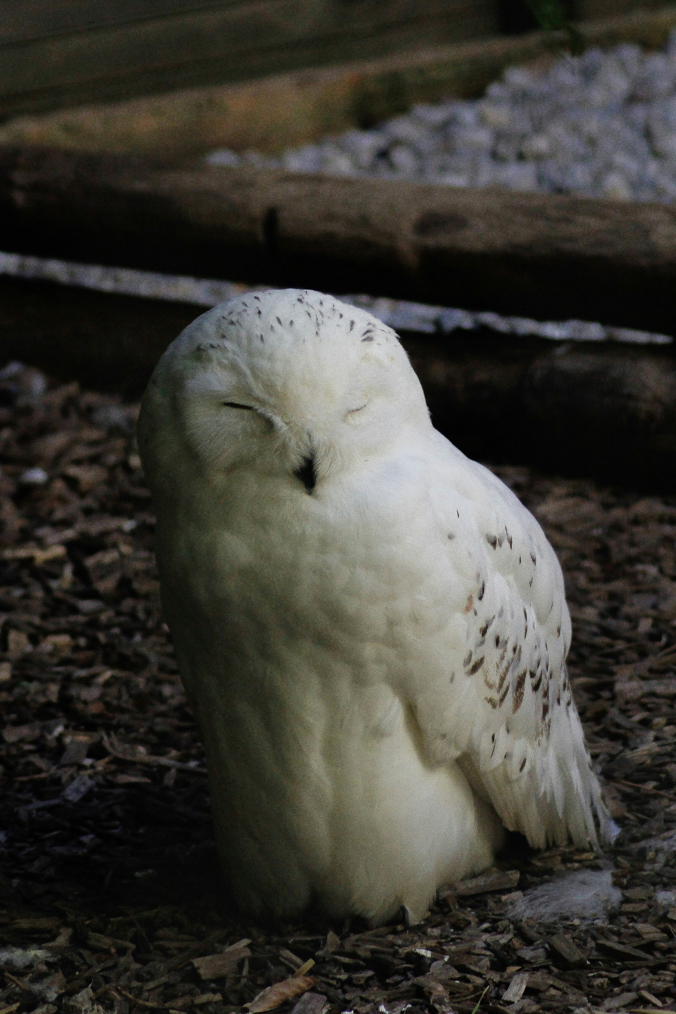 白フクロウの写真 Unsplashで見つけるフレッシュ動物園の無料写真
