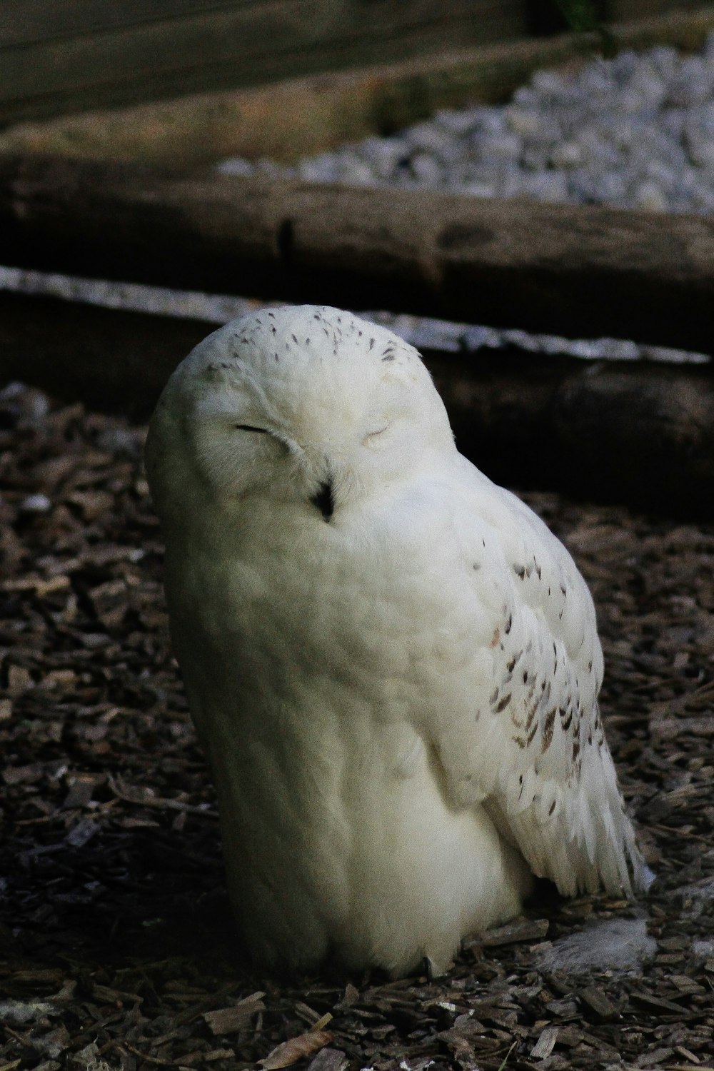 white owl