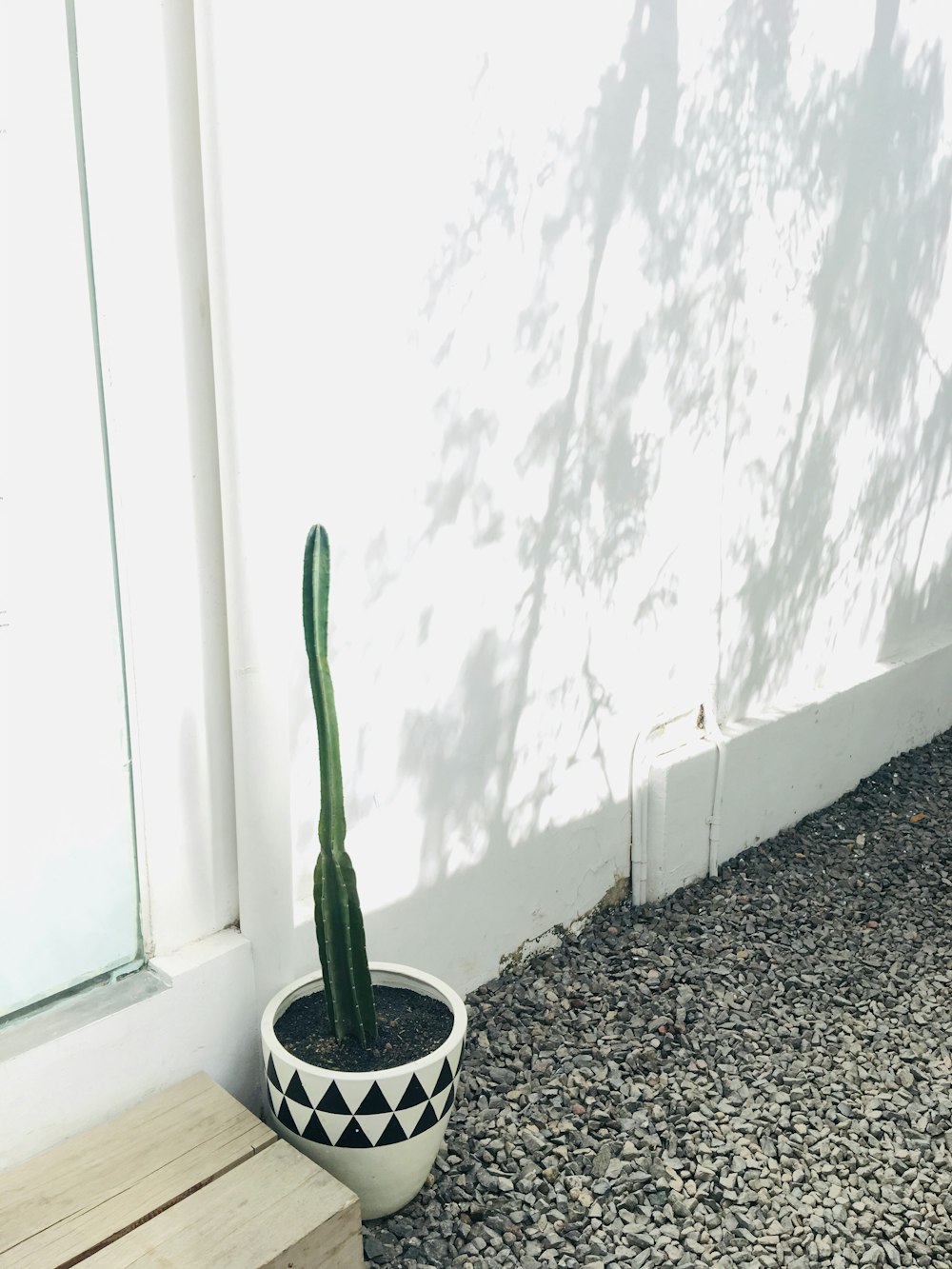planta de cactus en florero