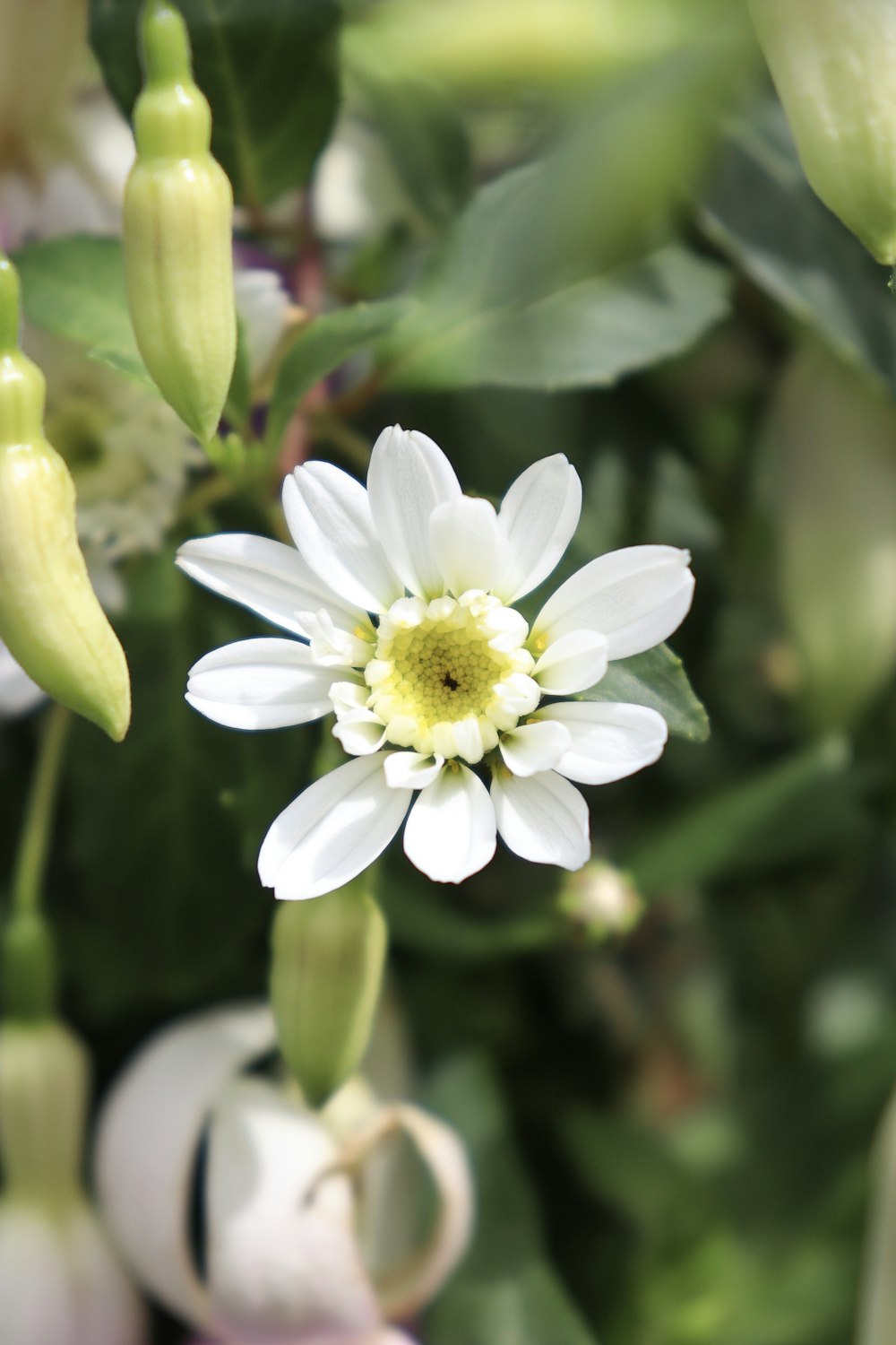 fleurs aux pétales blancs