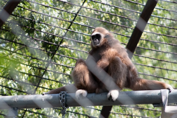 A gibbon is sitting on a large metal pipe inside an enclosure with greenery in the background. Its posture is relaxed, and the sunlight highlights its fur. The enclosure bars create a pattern across the scene.