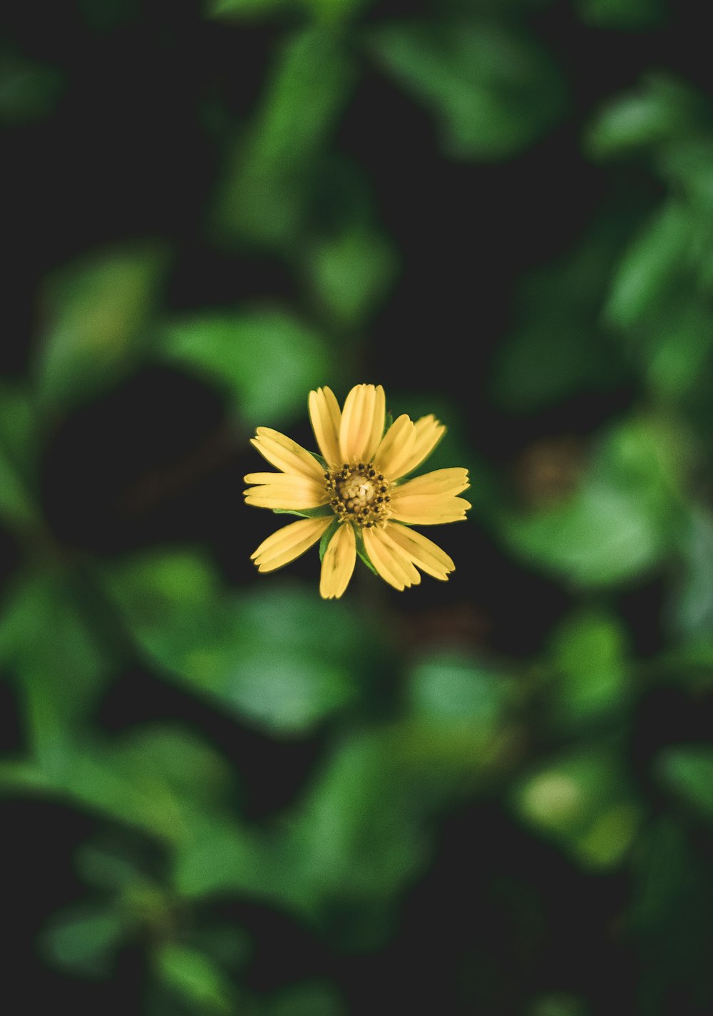 blooming yellow daisy flower