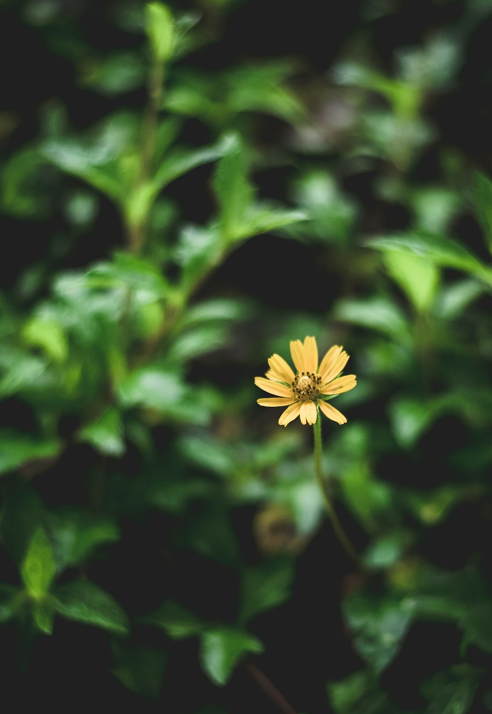 a single yellow flower in the middle of some green leaves