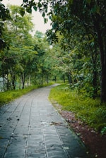 a paved path in the middle of a lush green forest