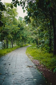 a paved path in the middle of a lush green forest