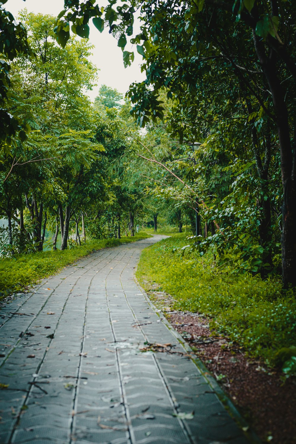 a paved path in the middle of a lush green forest