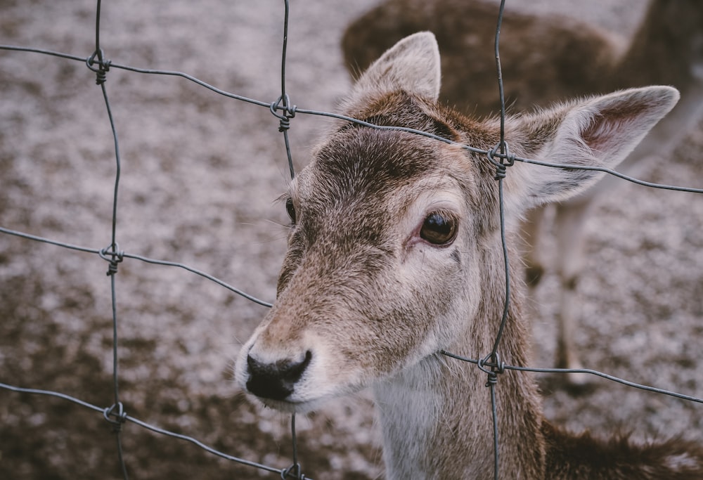 selective focus photo\graphy of brown deer