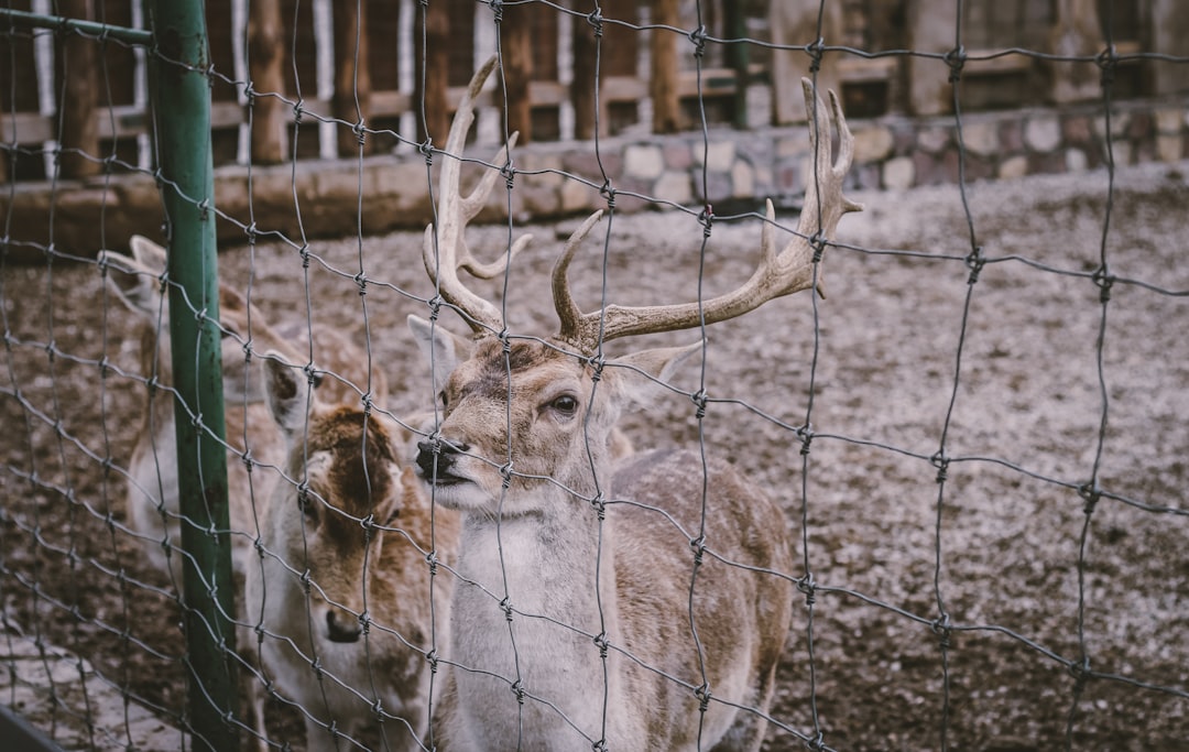 three brown deers