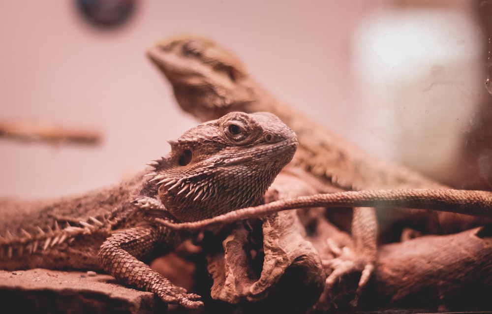 a close up of a lizard on a rock