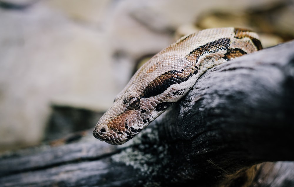 a close up of a snake on a tree branch