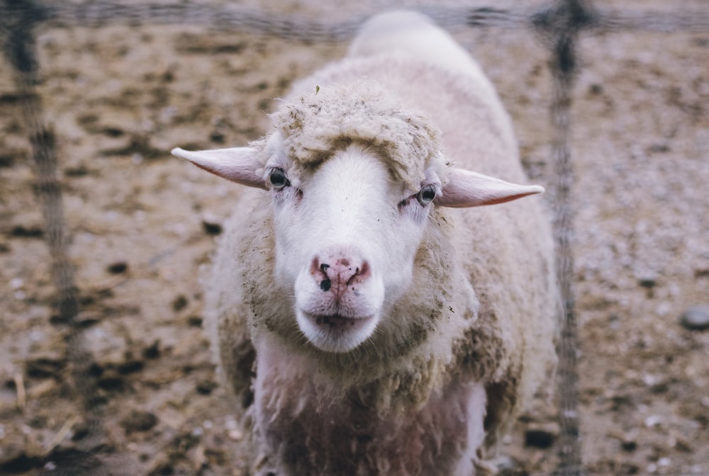 a close up of a sheep behind a fence